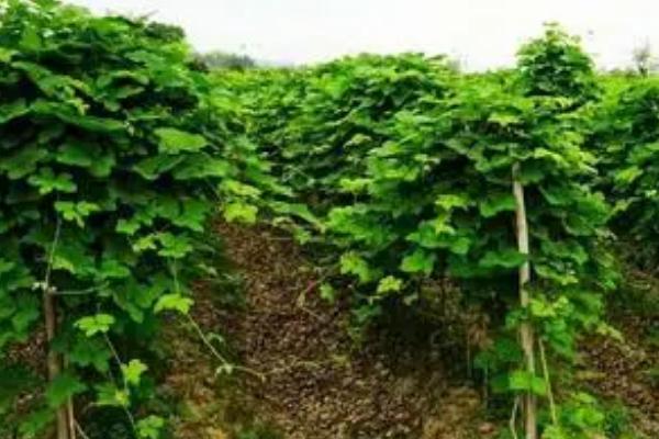 葛根冬天可以种植吗，冬天可以种植