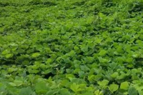 葛根冬天可以种植吗，冬天可以种植
