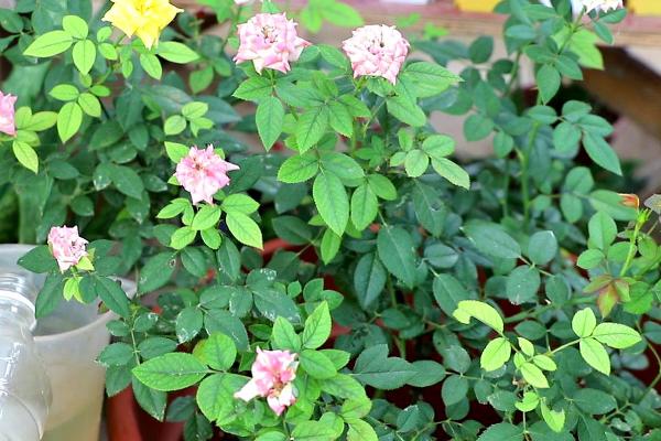 月季花施肥过浓如何处理，取出后用生根粉浸泡、再重新栽种