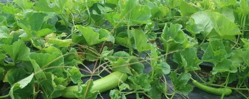 越瓜采种方法