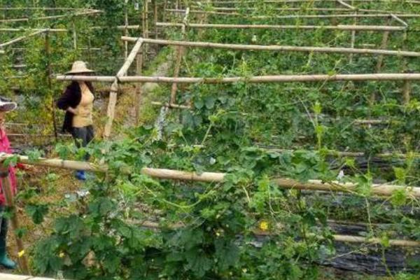 越瓜采种方法，掏出种子后可洗净并放在干燥处保存