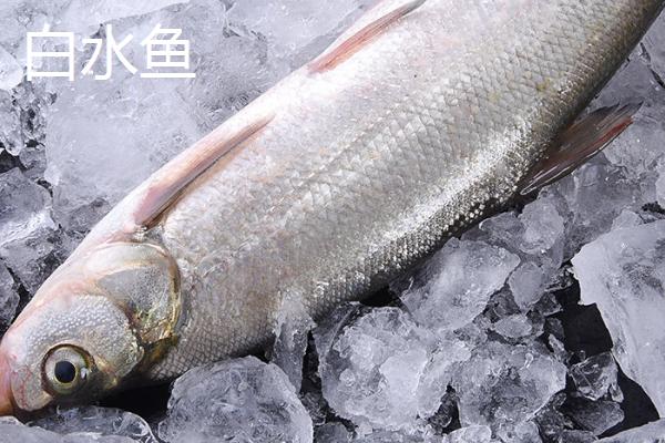 白水鱼和白条鱼是不是同一种鱼，二者的鳞片具有明显区别