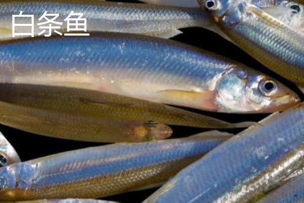 白水鱼和白条鱼是不是同一种鱼，二者的鳞片具有明显区别