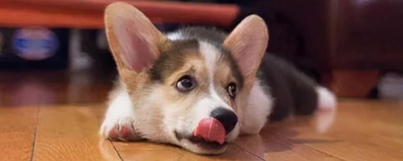 狗狗总是干呕怎么办