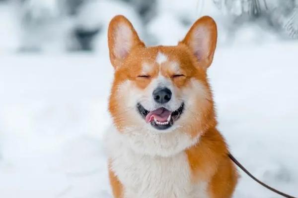 狗狗总是干呕怎么办，找到呕吐的原因对症治疗