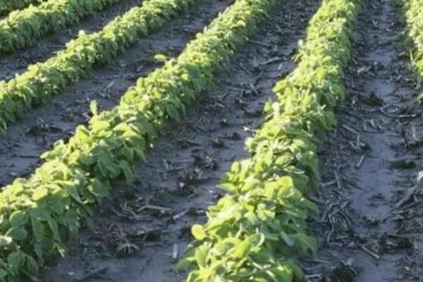 确定大豆播种密度的因素，品种、肥水条件和种植季节都与之有关