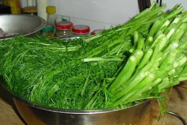 小茴香的种植技术，春季栽培多选用小茴香