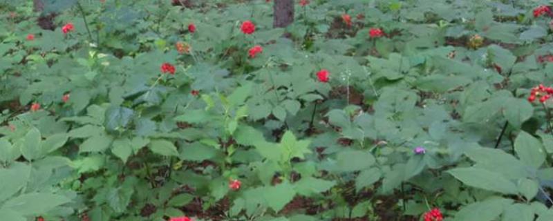种植红参要施什么肥料
