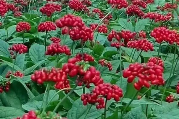 种植红参要施什么肥料，一般以有机肥为主