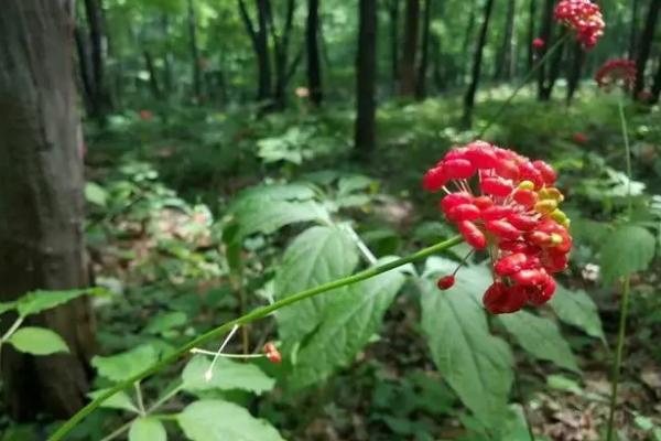 种植红参要施什么肥料，一般以有机肥为主