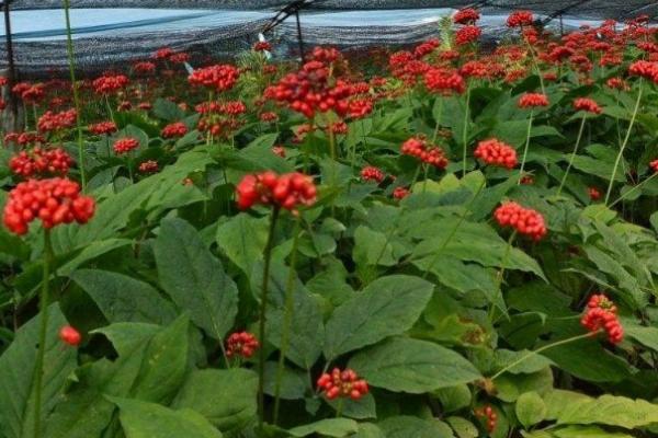 种植红参要施什么肥料，一般以有机肥为主