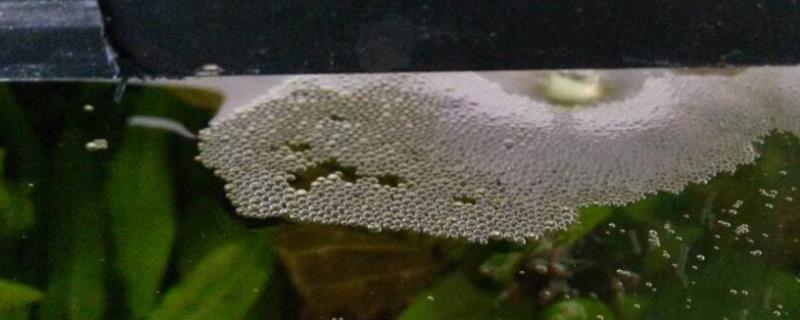 鱼缸水有泡沫怎么办
