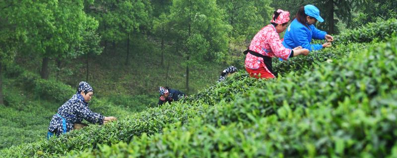 怎么在成年茶园中采收茶叶