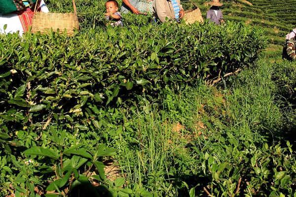 怎么在成年茶园中采收茶叶，应贯彻采养兼顾的原则
