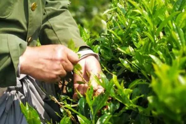 怎么在成年茶园中采收茶叶，应贯彻采养兼顾的原则