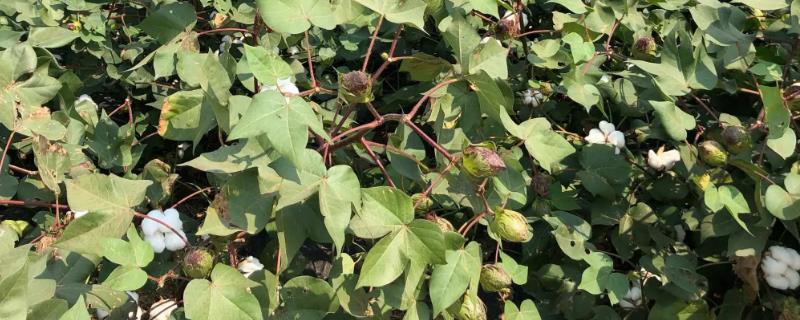 棉花叶面施肥要点