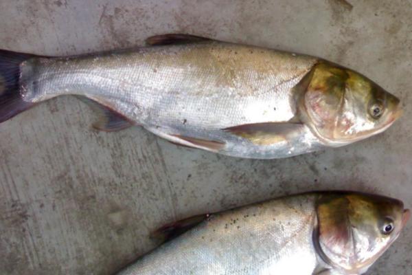 冬季15度能不能钓鲢鱼，可以垂钓但难度较大