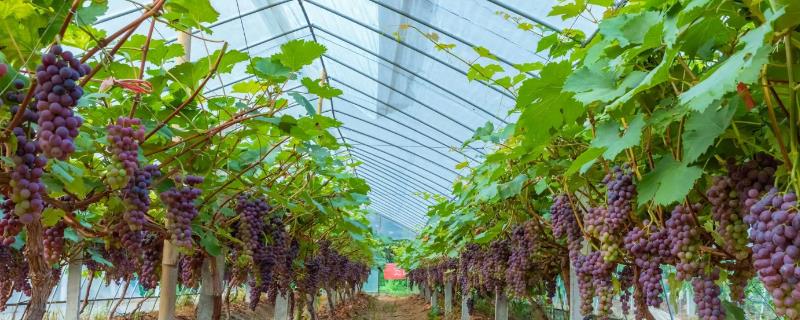 葡萄大棚滴灌和施肥方法