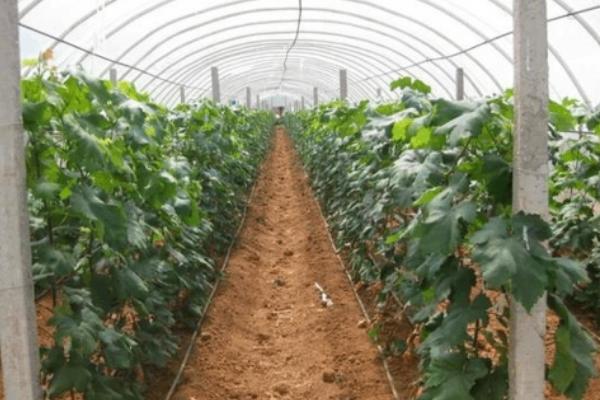 葡萄大棚滴灌和施肥方法，萌芽长梢期可将肥料加入水中滴灌