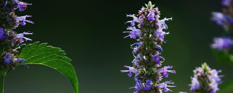 藿香的种植方法