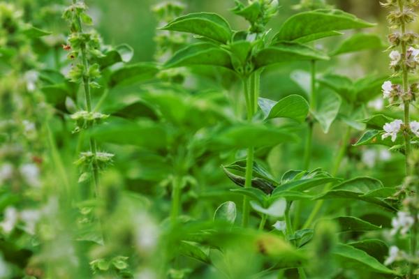 藿香的种植方法，将根茎排列在沟底之后要封沟浇水