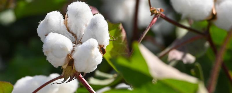 使用钾肥为什么能预防棉花早衰