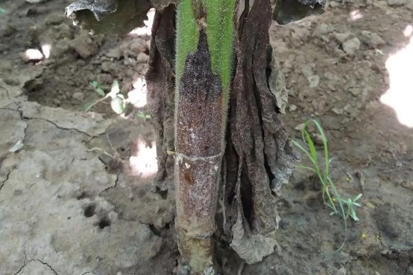 如何防治向日葵菌核病，发现病株要及时拔除销毁