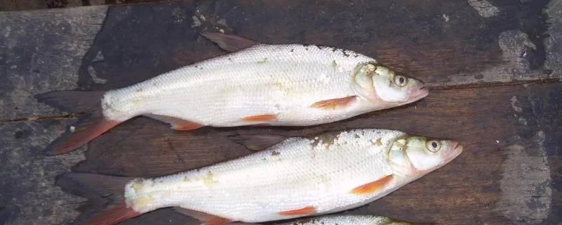 白水鱼属于河鱼还是海鱼
