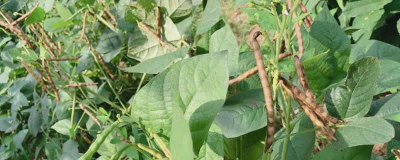 种植绿豆怎么施肥