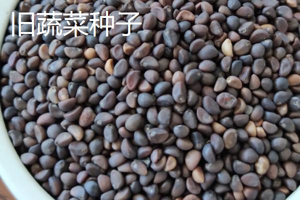 怎么鉴别新旧蔬菜种子，呈金黄色的是新种子