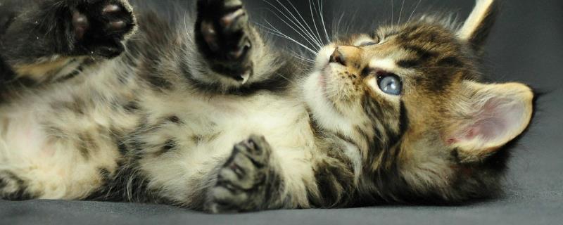 刚出生的小猫怎么喂奶