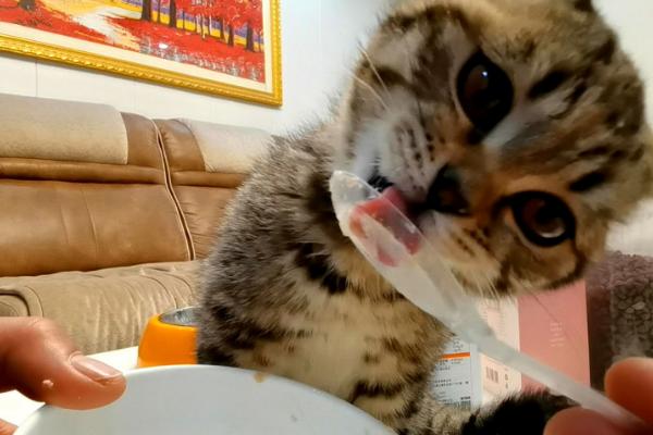 刚出生的小猫怎么喂奶，这4种方法都适用