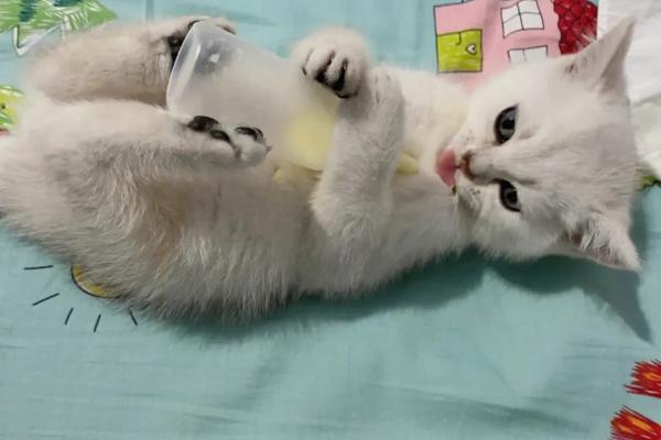 刚出生的小猫怎么喂奶，这4种方法都适用