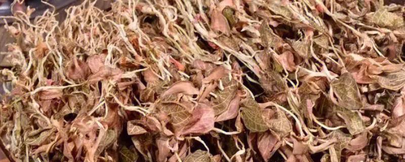 金线莲的种植方法