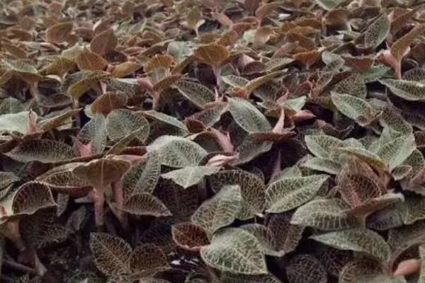 金线莲的种植方法，一般采用组培苗来育苗