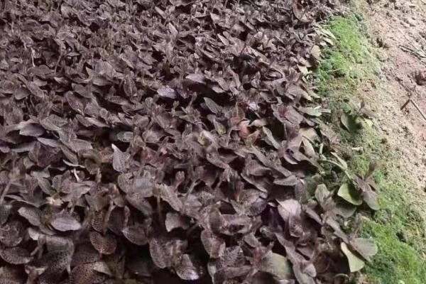 金线莲的种植方法，一般采用组培苗来育苗
