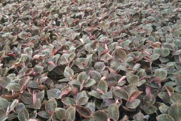 金线莲的种植方法，一般采用组培苗来育苗
