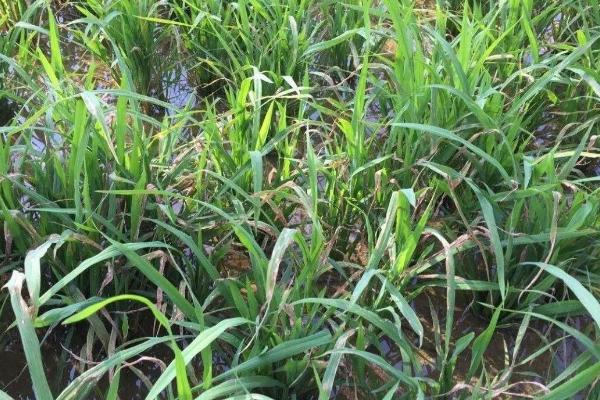 水稻坐蔸综合防治方法，可实行浅水插秧并控制施肥比例