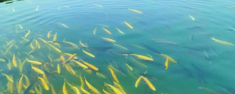 鱼浮头的原因