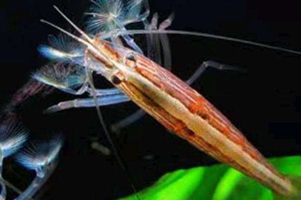 网球虾吃什么，以浮游生物和藻类植物为食