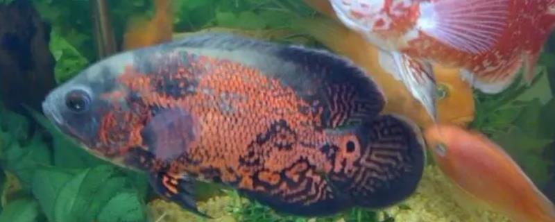 地图鱼是淡水鱼还是海水鱼