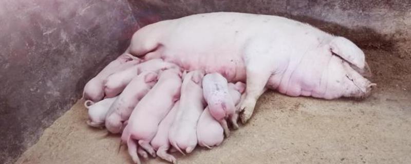 母猪怎么管理