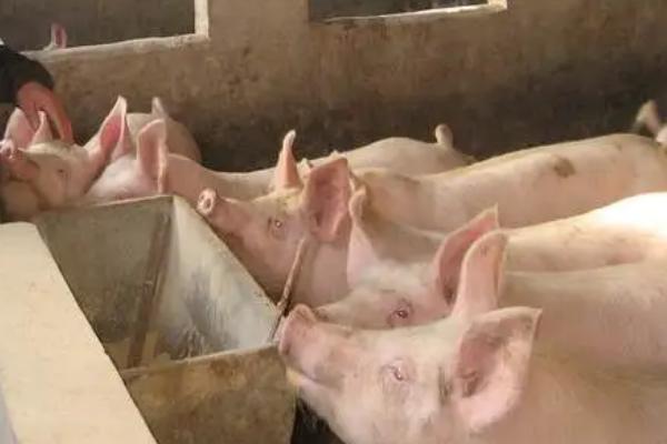 母猪怎么管理，需提供充足的营养、避免饲喂发霉饲料