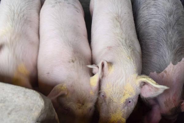 母猪怎么管理，需提供充足的营养、避免饲喂发霉饲料