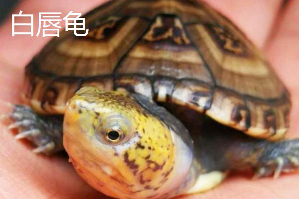 白唇龟和红面龟的区别，后者底板有花纹