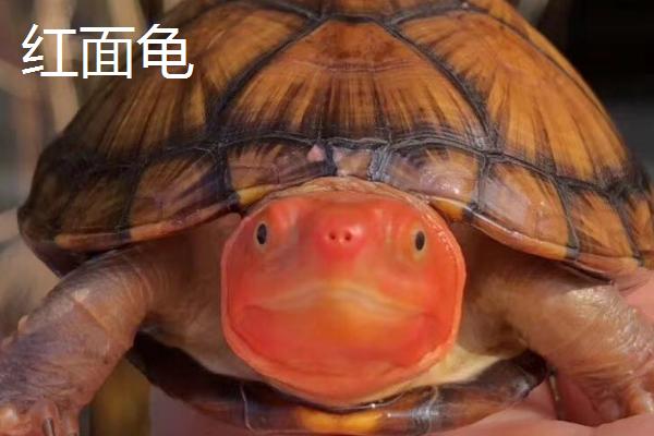 白唇龟和红面龟的区别，后者底板有花纹