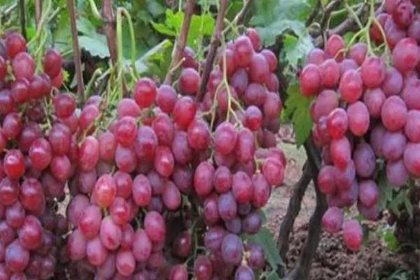 红提葡萄如何施肥，基肥以有机肥料为主