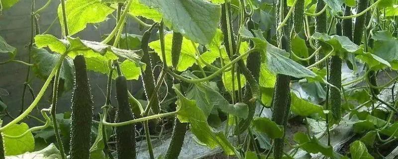 黄瓜弯曲原因和防治方法