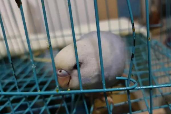 虎皮鹦鹉养殖注意事项，幼鸟期需加强补钙