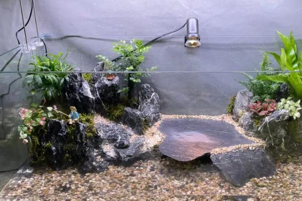 乌龟缸里能不能放水草，可以栽种但容易被乌龟啃食
